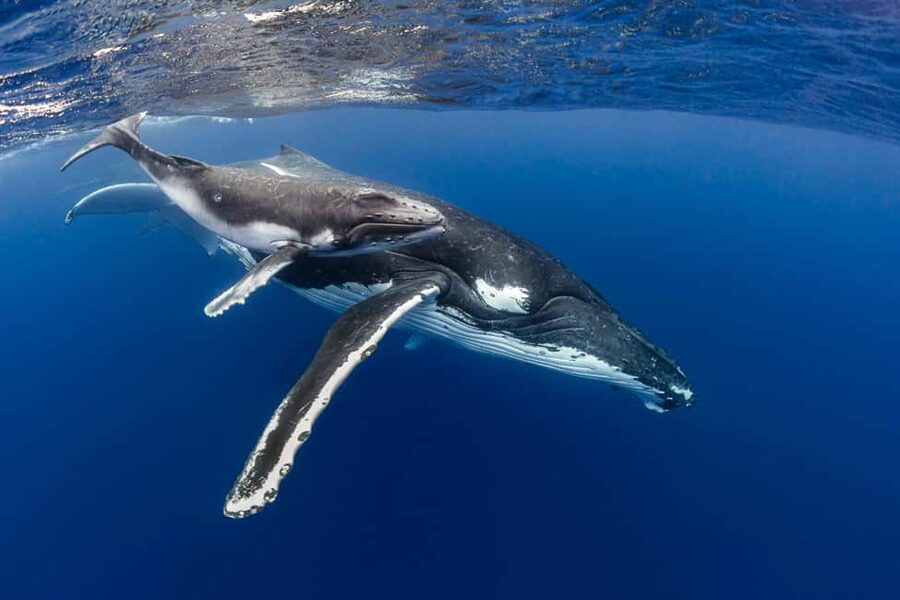 Gold Coast: Swim with Whales - Key points before you book