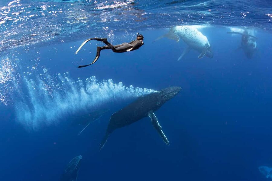Gold Coast: Swim with Whales - Why this whale swim feels different