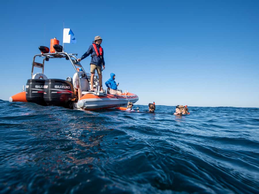 Gold Coast: Swim with Whales - The 15-minute cruise into New South Wales