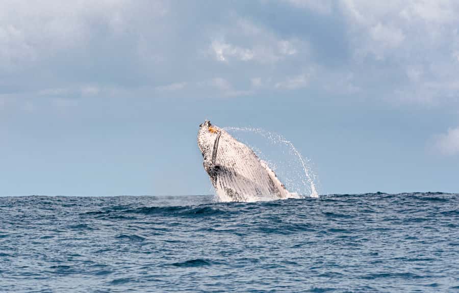 Gold Coast: Swim with Whales - Three hours around the Gold Coast