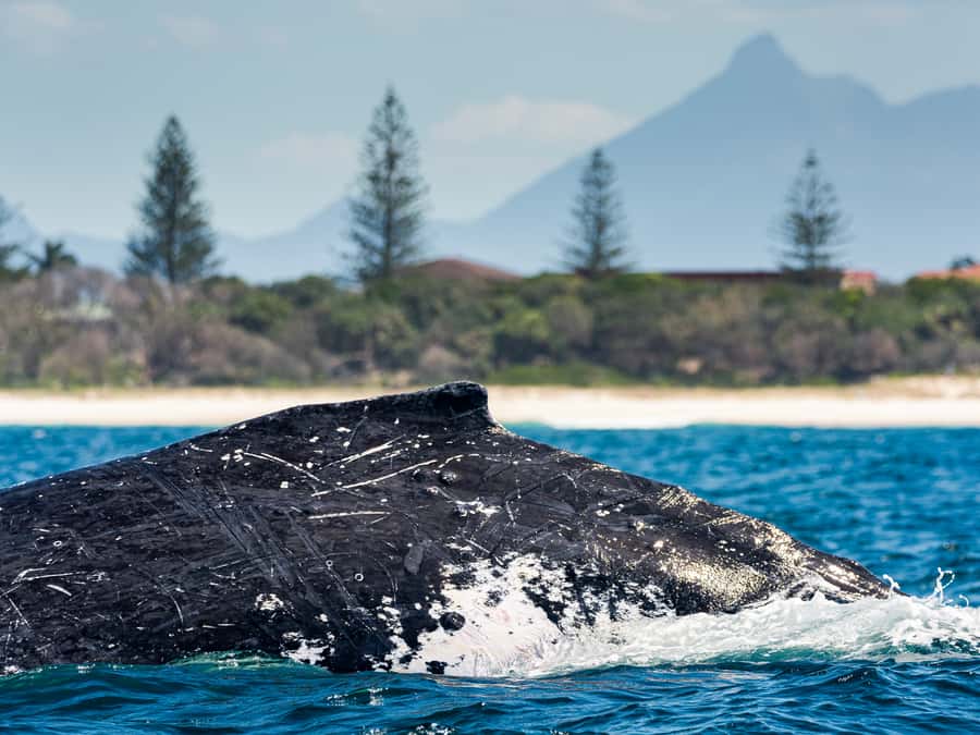 Gold Coast: Swim with Whales - Commentary beyond the whales