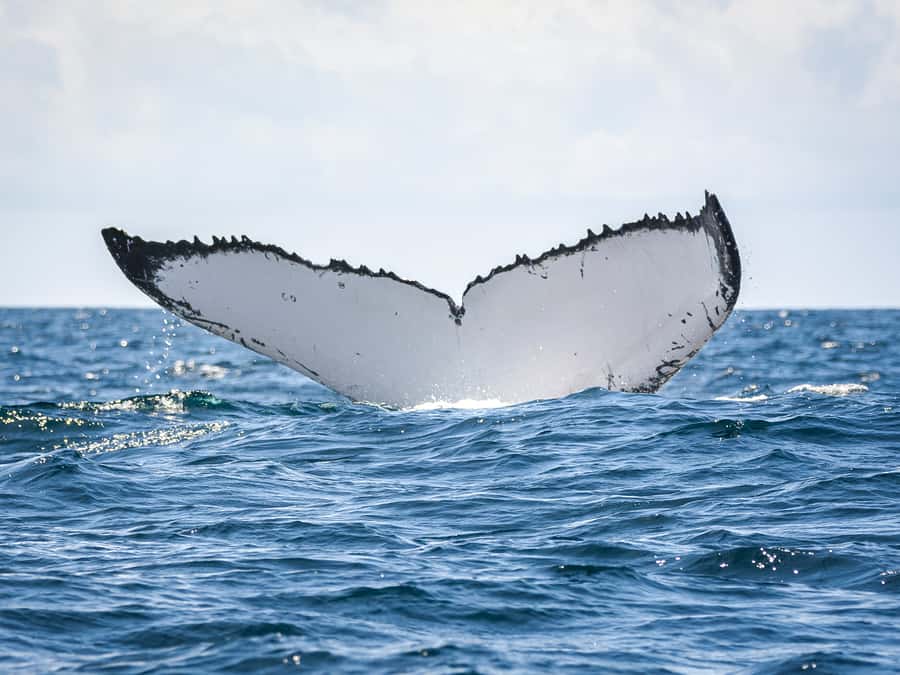 Gold Coast: Swim with Whales - The price: $268 and what you receive