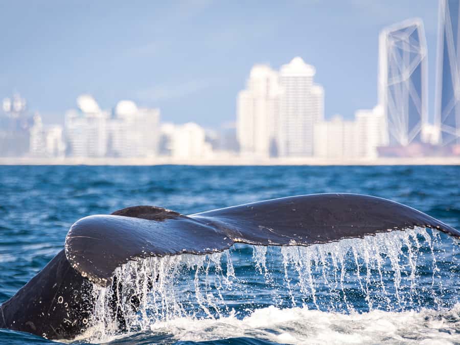 Gold Coast: Swim with Whales - What to pack for a comfortable morning