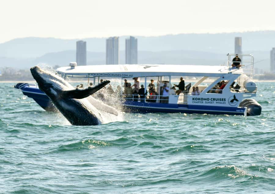 Gold Coast Whale Experience - Key points before you book