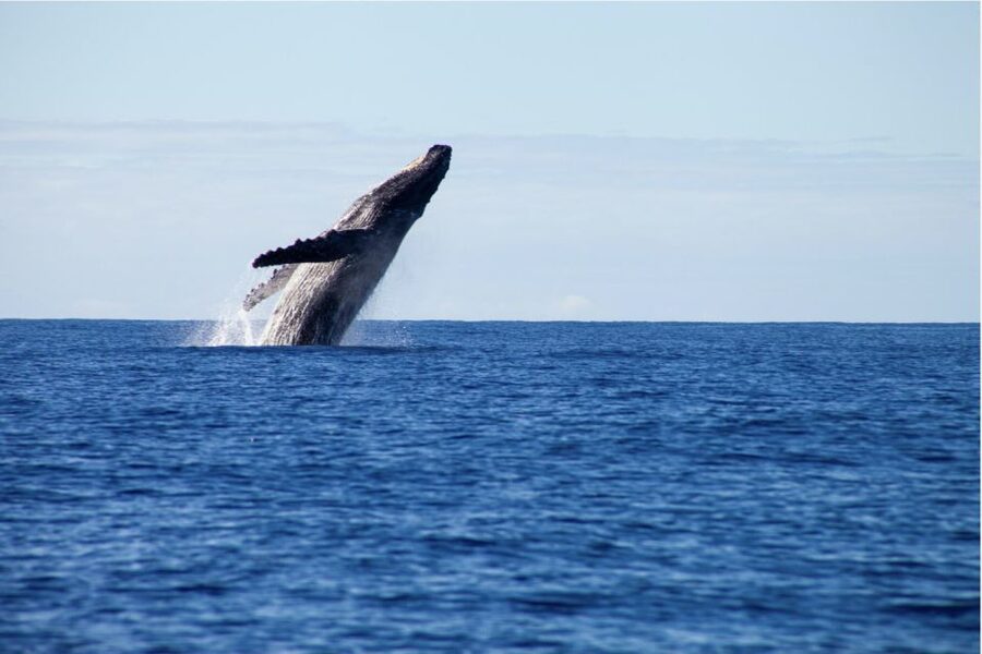 Gold Coast Whale Experience - Booking details worth knowing