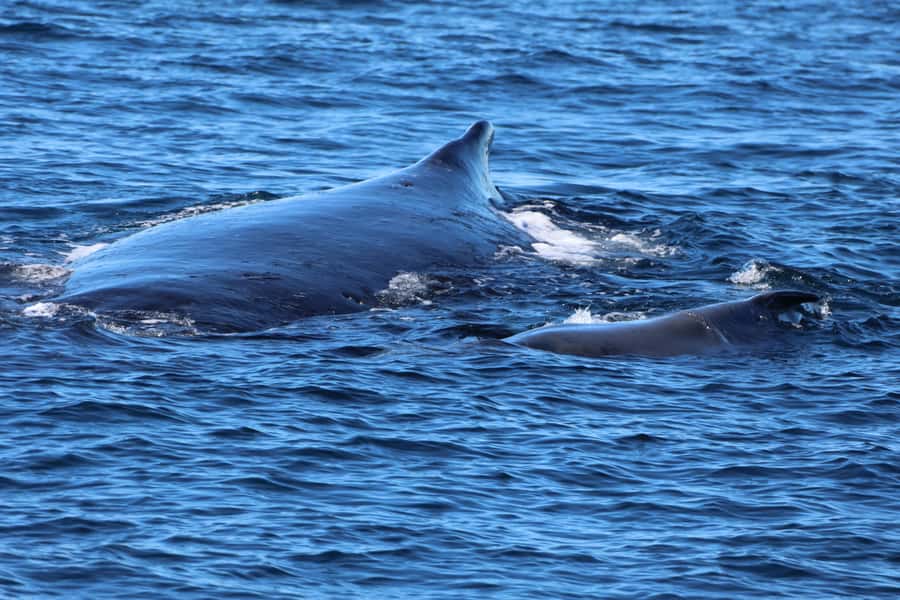Gold Coast Whale Experience - Reaching the Gold Coast Whale Highway