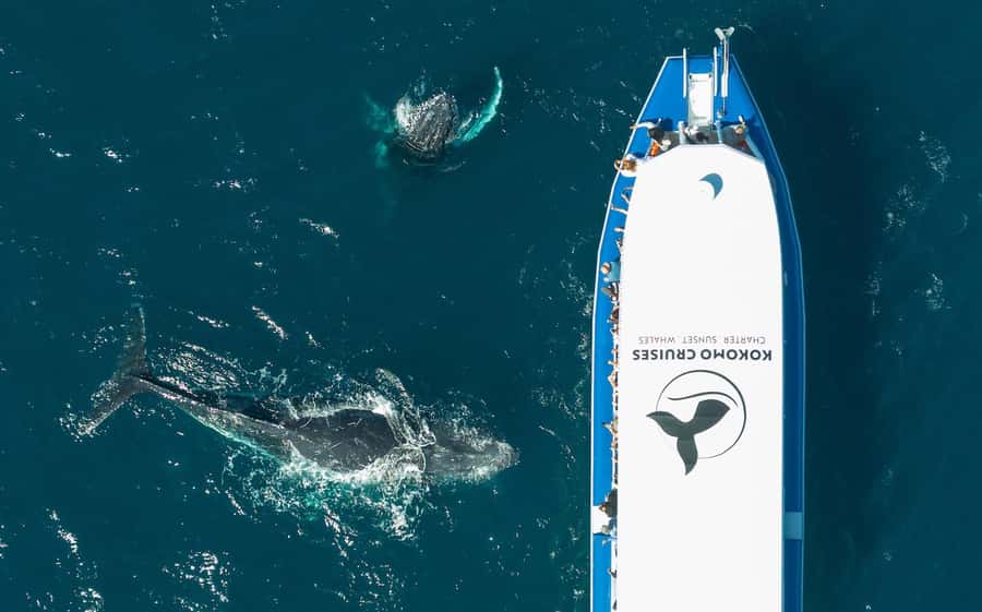 Gold Coast Whale Experience - More than whales: dolphins, turtles, and seabirds