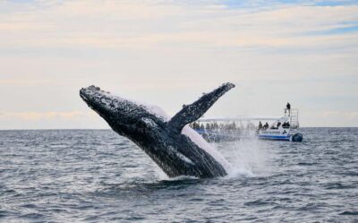 Gold Coast Whale Experience
