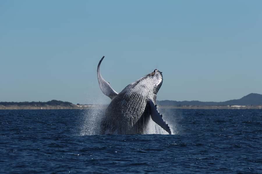 Gold Coast Whale Experience - What the 2.5-hour itinerary feels like