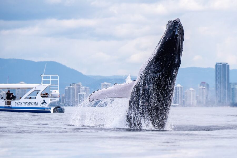 Gold Coast Whale Experience - The boat, comfort, and what to pack