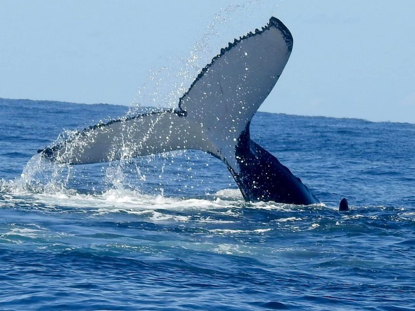 Gold Coast Whale Experience - Is $62 a fair price?
