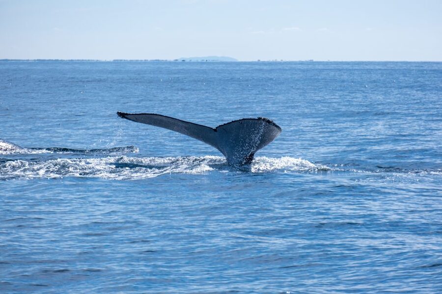Gold Coast Whale Experience - Who will enjoy this cruise most?