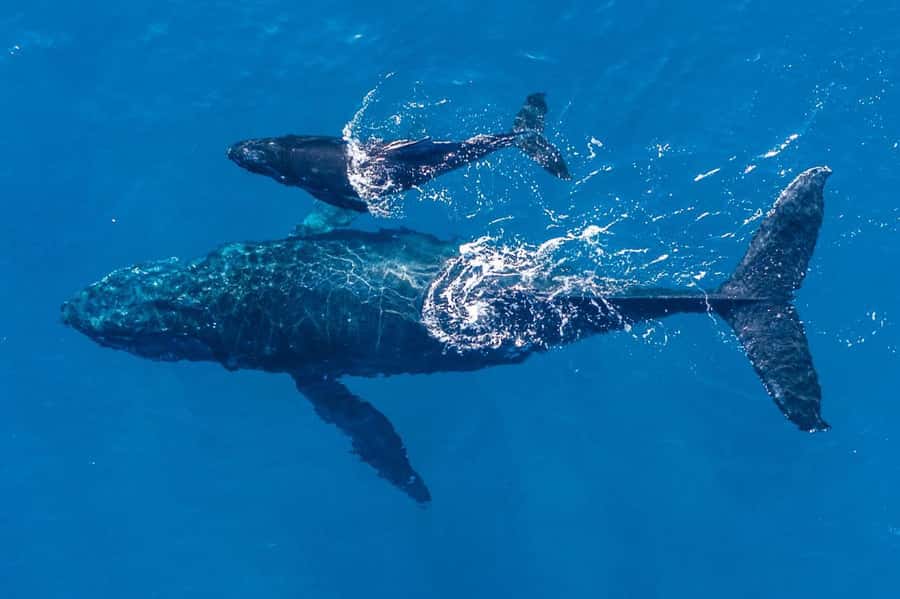 Gold Coast: Whale Watching - Key points at a glance