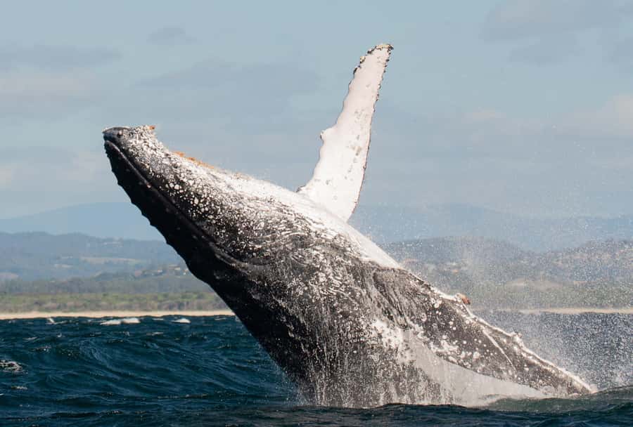 Gold Coast: Whale Watching - Why the Gold Coast is a good place to watch humpback whales