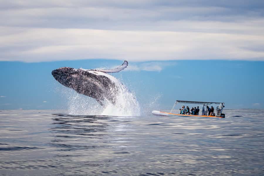 Gold Coast: Whale Watching - Starting at Chinderah Bay Drive