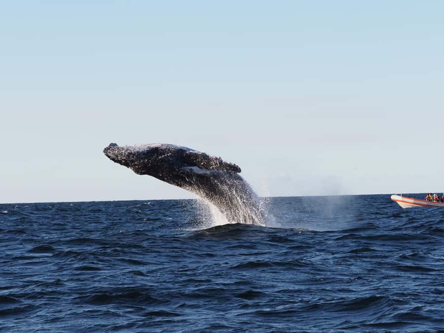 Gold Coast: Whale Watching - The first 15 minutes bring coastal views