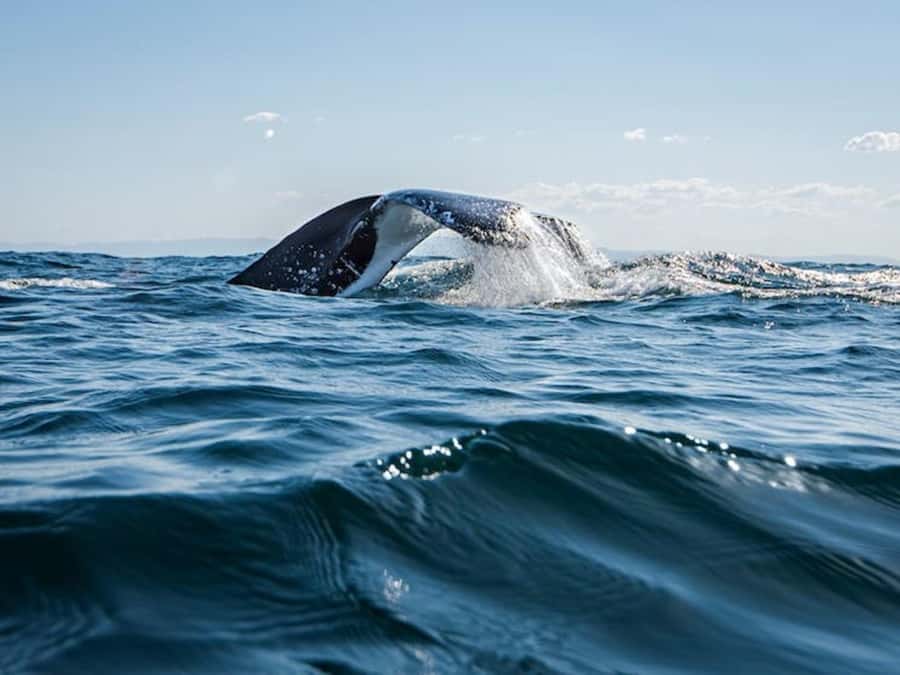 Gold Coast: Whale Watching - Two hours focused on whales and marine life