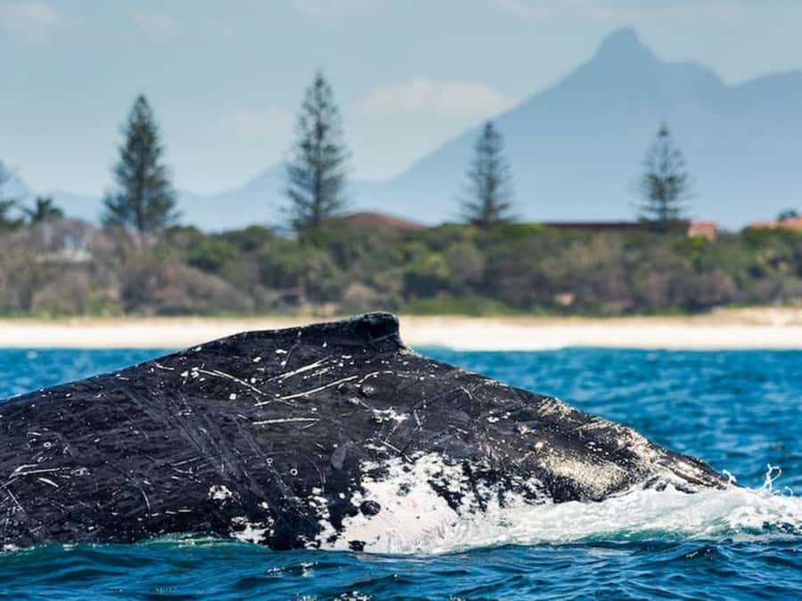 Gold Coast: Whale Watching - Is $84 a fair price?