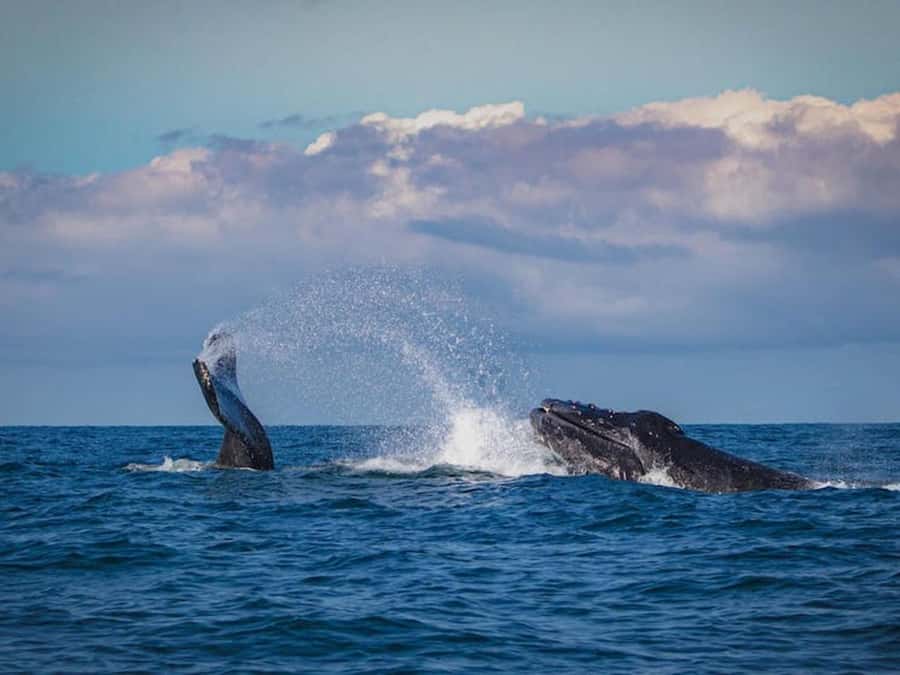 Gold Coast: Whale Watching - Who will enjoy this boat trip most?