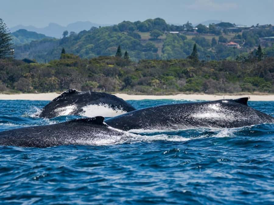Gold Coast: Whale Watching - Practical preparation for a better outing