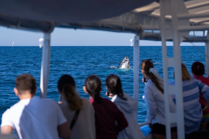 Gold Coast Whale Watching Cruise - What the commentary adds