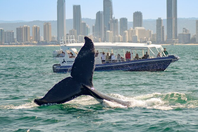 Gold Coast Whale Watching Cruise - Who should choose this cruise?