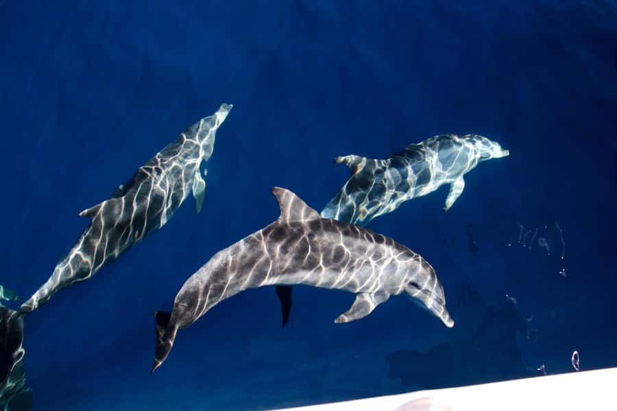 Gold Coast: Whale Watching Cruise & Sea World Entry - What the boat experience is really like
