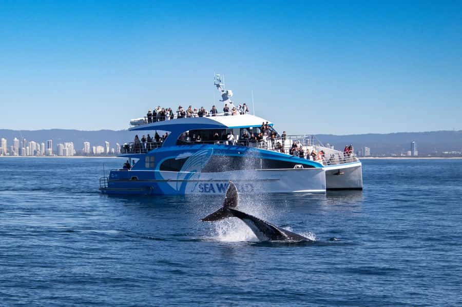Gold Coast: Whale Watching Cruise & Sea World Entry - Is $133 good value?