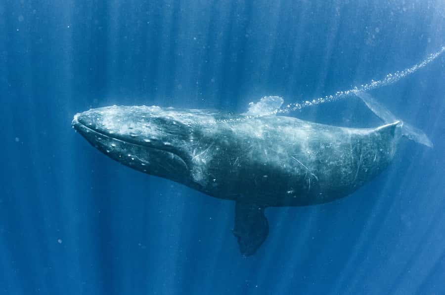 Gold Coast: Whale Watching Cruise & Sea World Entry - Who should book this combination?