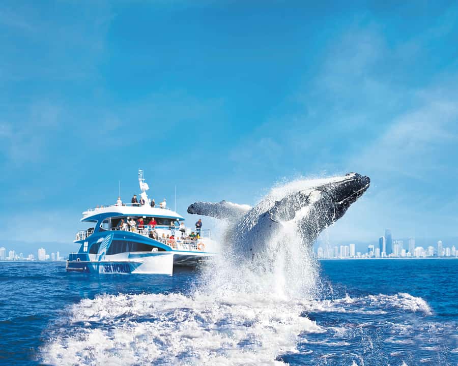 Gold Coast: Whale Watching Cruise & Sea World Entry - Choosing your departure time