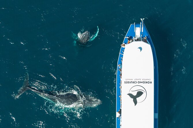 Gold Coast Whale Watching Cruise - A vessel built for whale watching