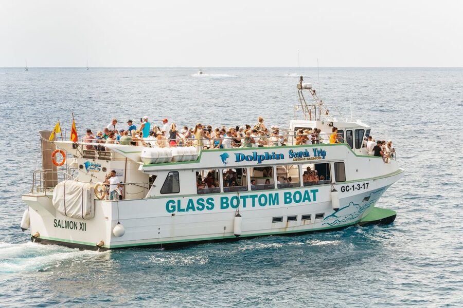 Gran Canaria: Dolphin and Whale Watching Cruise - Small tips for a better outing