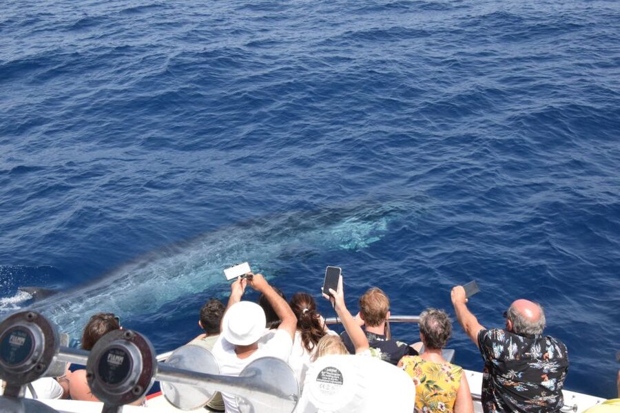 Gran Canaria: Dolphin and Whale Watching Cruise - Leaving Puerto Rico for open water