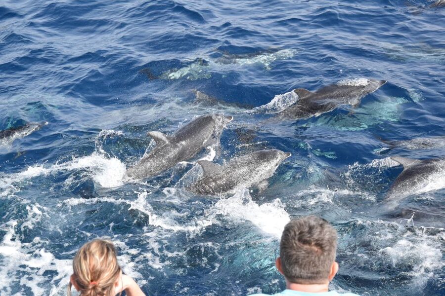 Gran Canaria: Dolphin and Whale Watching Cruise - Sea conditions, swimming, and onboard comfort