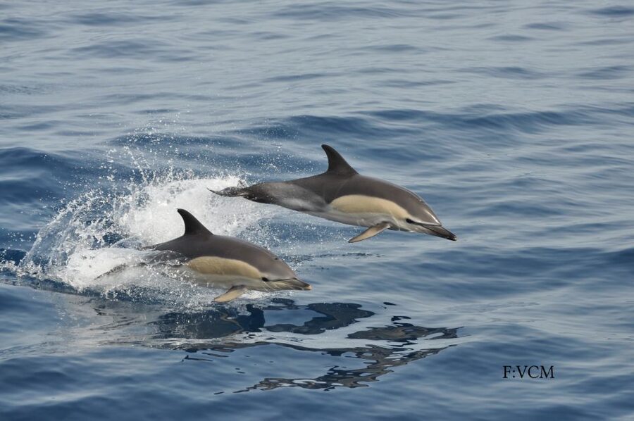Gran Canaria: Dolphin and Whale Watching Cruise - Transport, timing, and the real cost of the outing