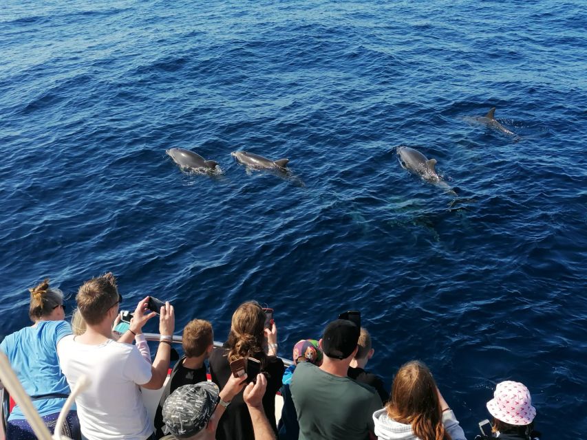 Gran Canaria: Dolphin and Whale Watching Cruise - Who will enjoy this trip most