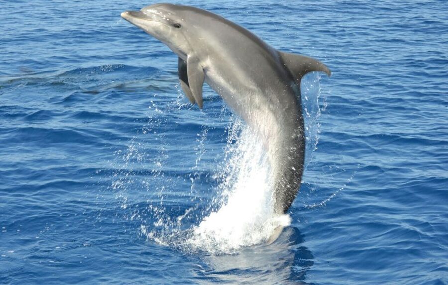 Gran Canaria: Dolphin and Whale Watching Cruise - Should you book the Gran Canaria dolphin cruise?