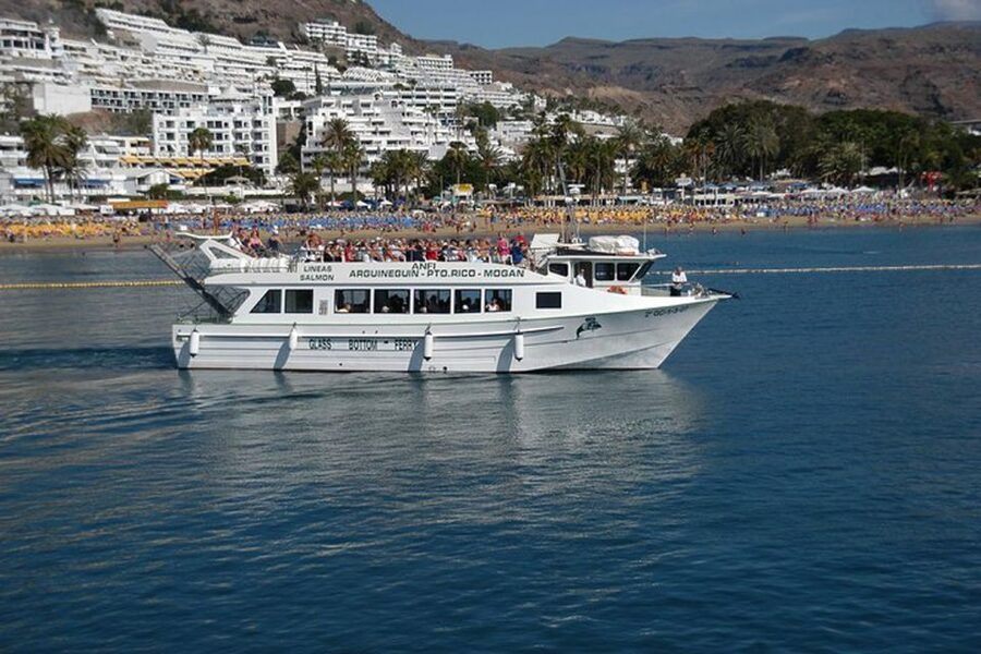 Gran Canaria: Dolphin and Whale Watching Cruise - Who should book this cruise?