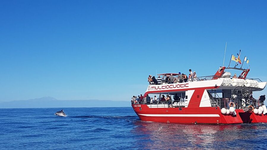 Gran Canaria: Dolphin and Whale Watching Cruise - Setting out from the southern coast