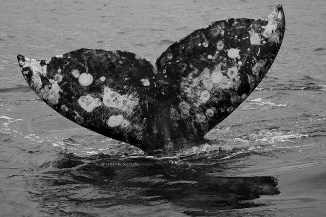 Gray Whale Journey: 10-Hour Tour with 3 Hours of Whale Watching - Why the whale time matters