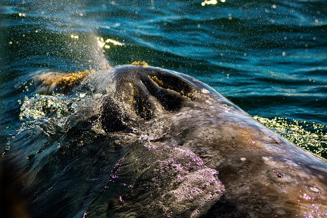 Gray Whale Journey: 10-Hour Tour with 3 Hours of Whale Watching - Breakfast before Puerto Chale