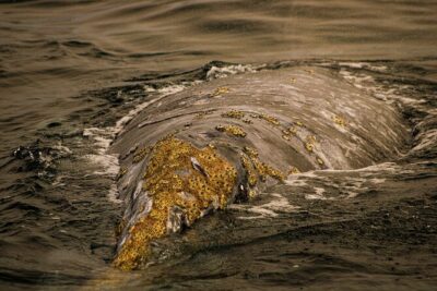 Gray Whale Journey: 10-Hour Tour with 3 Hours of Whale Watching