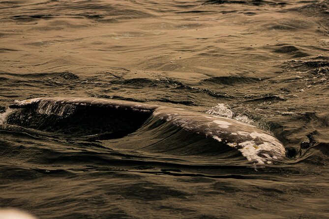 Gray Whale Journey: 10-Hour Tour with 3 Hours of Whale Watching - What you may see during three hours