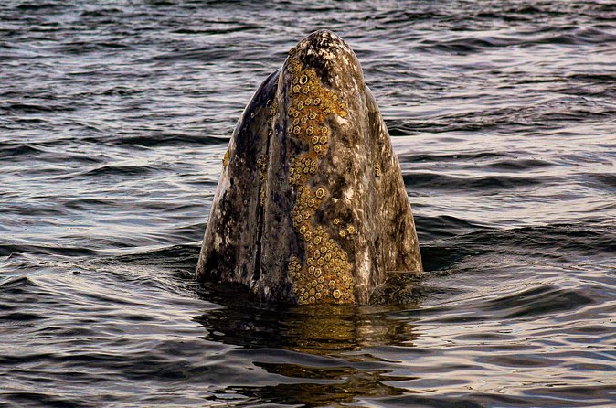 Gray Whale Journey: 10-Hour Tour with 3 Hours of Whale Watching - Food, drinks, and comfort on the full day