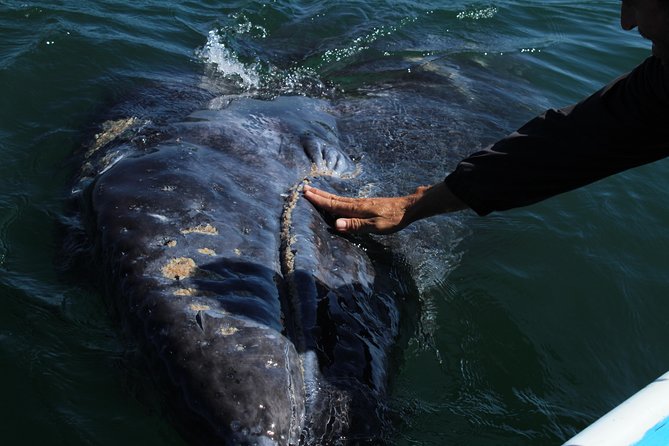 Gray Whale-Watching 2-Day Experience in Magdalena Bay - Why Magdalena Bay is worth the long ride
