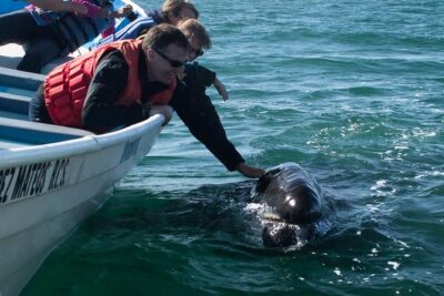Gray Whale-Watching 2-Day Experience in Magdalena Bay