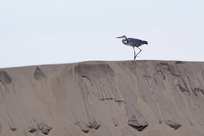 Gray Whale-Watching 2-Day Experience in Magdalena Bay - A second boat trip after sunrise