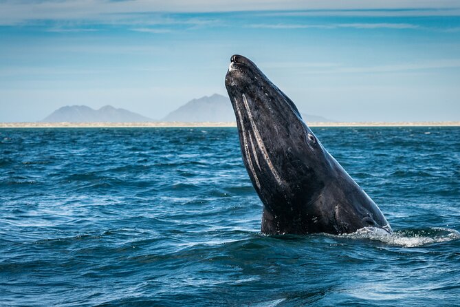 Gray Whale Watching Expedition at Magdalena Bay - Meeting gray whales in Bahía Magdalena