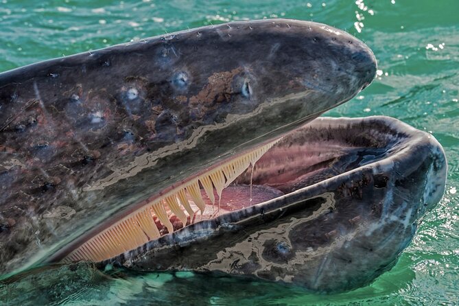 Gray Whale Watching Expedition at Magdalena Bay - Why the group size makes a difference