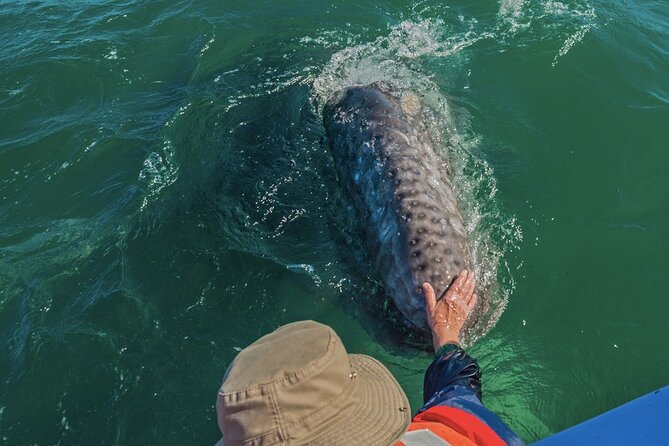 Gray Whale Watching Expedition at Magdalena Bay - Choosing Puerto Chale instead of staying in La Paz